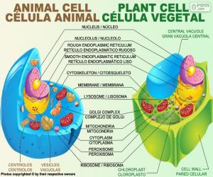 пазл Животные и растительные клетки